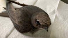 Bitkin bulunan ebabil kuşu doğaya bırakıldı