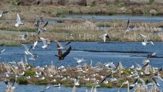 Çalı Gölü’ne göçmen kuşlar gelmeye başladı