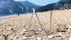 Çıralı’da caretta caretta sezonu erken başladı