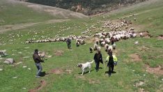 Çobanların dört gün sürecek yayla yolculuğu başladı