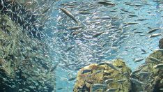 Deniz altının zenginlikleri Kemer’de buluşuyor