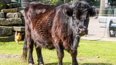 DSÖ’den kuş gribi uyarısı: Yayılma riski var