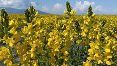 Eber sarısı çiçek açtı, koparana 244 bin TL ceza