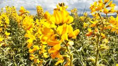 Eber sarısını koparmanın cezası 387 bin lira