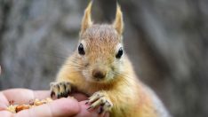 Emirgan Korusu’nda sincap dostluğu: 8 yıldır aynı sevgi