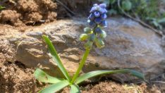 Endemik bitki ‘Şirvan sümbülü’ çiçek açtı