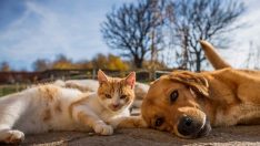 Evler küçülse de hayvanseverler patili dostlarından vazgeçmiyor