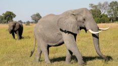 Fillerle ilgili şaşırtan araştırma: Cinsiyete göre selamlaşma