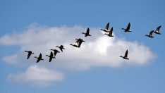 Göçmen kuşların önemli göç rotası: İstanbul Boğazı