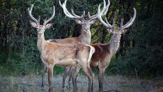 Gümüşhane’de ormana üç kızıl geyik bırakıldı