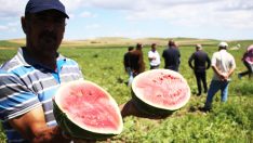 Ham karpuz timi görev başında