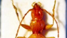 Hitler’in adını alan böcek türü hakkında yeni karar