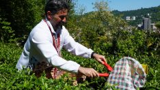 İlhan Palut çay hasadında