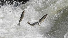 İnci kefallerinin Van Gölü’nden tatlı sulara göçü sürüyor