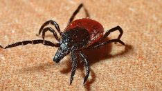 İran’da Kırım Kongo Kanamalı Ateşi tehdidi: 1 kişi hayatını kaybetti