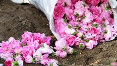 Isparta’da güller bir ay erken açtı