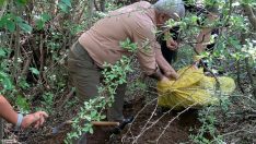 Kaçak salep soğanı toplayanlara 774 bin lira ceza