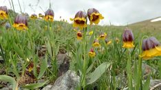Karayazı’ya özgü ters laleyi fotoğrafladılar
