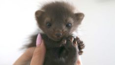 Kaya sansarı yavrusuna sevgiyle yuva oldu