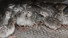 Kenelerle mücadele için sülün ve keklik üretiliyor