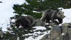 Kış uykusundan uyanan ayılar yiyecek arayışında