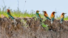 Kışı Afrika’da geçiren arı kuşları Diyarbakır’a geldi