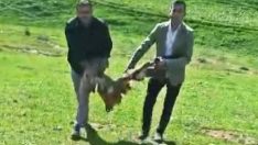 Kızıl akbabayı silahla vurdular, profesör isyan etti