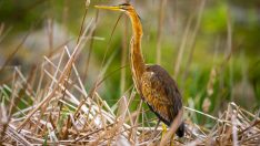 Kızılırmak Deltası nesli tehlike altındaki kuş türlerini ağırlıyor