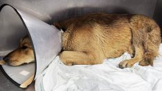 Köpeğe çarpan taksici küfredip kaçtı!