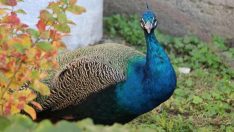 Koruma altındaki tavus kuşlarının sayısının artırılması hedefleniyor