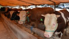 Kurban öncesi kene uyarısı