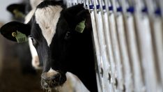 Kuş gripli ineklerin çiğ sütünü içen kediler öldü