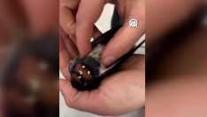 Kuşu kalp masajıyla hayata döndürdü