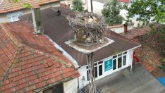 Leylek ‘Gelendost’ 20 yıldır aynı yuvada