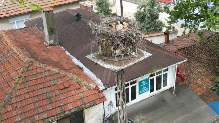 Leylek ‘Gelendost’ 20 yıldır aynı yuvada