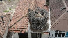 Leylek Gelendost’un hareketleri 24 saat izlenecek