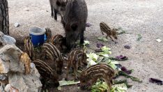 Marmaris’te domuz kâbusu