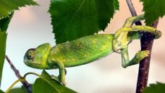 Maydanoz kasasına giren bukalemun 1200 kilometre yol katetti