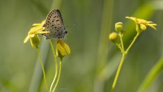 Munzur Vadisi kelebeklerle renklendi