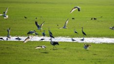 Muş Ovası toy kuşlarına da yuva oluyor