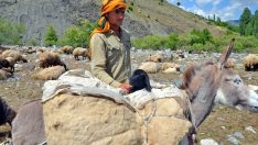 Muşlu besicilerin yaylalara yolculuğu başladı