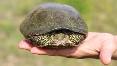 Nesli tehlikedeki ‘benekli kaplumbağa’ korumaya alındı