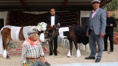 ‘Nesli tükenmesin’ diye eşeklere sembolik nikah kıydılar