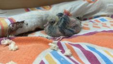 Öğrenci pansiyonunda güvercin Bayram’a oda ayrıldı