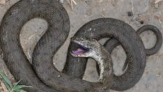 Ölü taklidi yaparak hayatta kalıyor