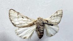 ‘Ormanların coronası’ ağaçları kurutuyor