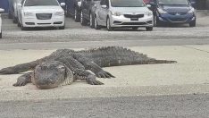 Otoyolda timsah paniği… Araçlar birbirine girdi