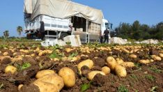 Patates depoda 4 lira markette 20