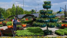 Renk cümbüşü: 395 bin çiçek bahçesi kapılarını ziyaretçilere açıyor
