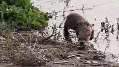 Siirt’te nesli tehlikede olan su samuru görüntülendi